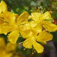 St. John s Wort Extract Sale