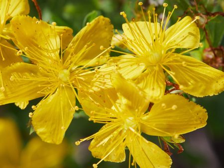 St. John s Wort Extract Sale