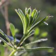 Cleavers Extract on Sale