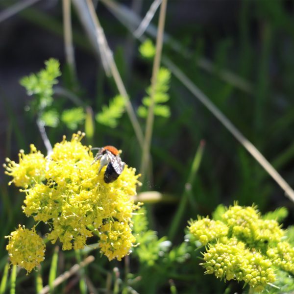 Lomatium Extract Hot on Sale