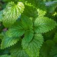 Lemon Balm Extract Online