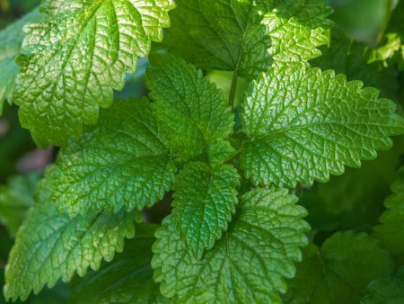 Lemon Balm Extract Online