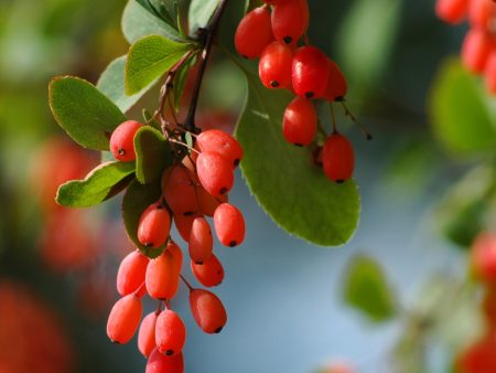 Barberry Extract Fashion