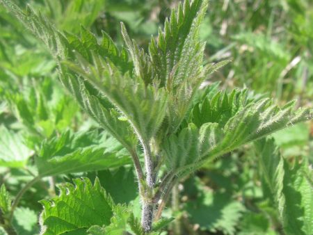 Nettle LEAF Extract Sale