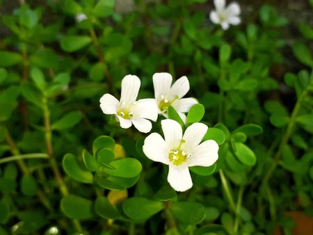 Bacopa Extract Hot on Sale