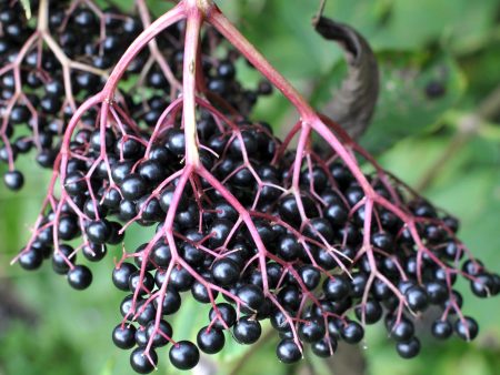 Elderberry Elixir Online now