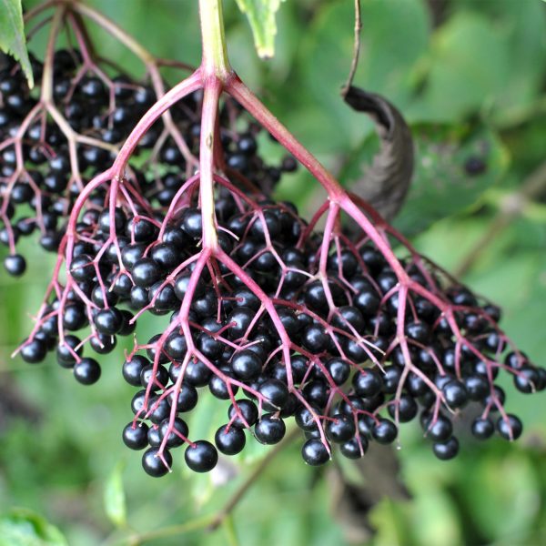 Elderberry Elixir Online now