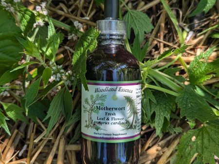 Motherwort Extract Sale