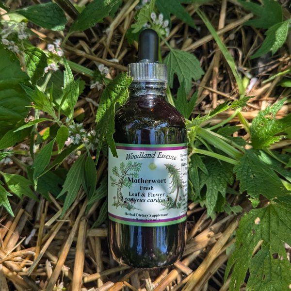 Motherwort Extract Sale