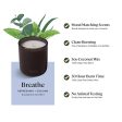 Sprig by Kohler Scented Candle, Breathe, 8 oz Online Sale