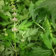 Motherwort Extract Sale